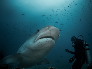 close enconter by Marc Van Den Broeck 